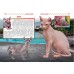 Велика енциклопедія. Кішки й кошенята від А до Я (9789669368591)
